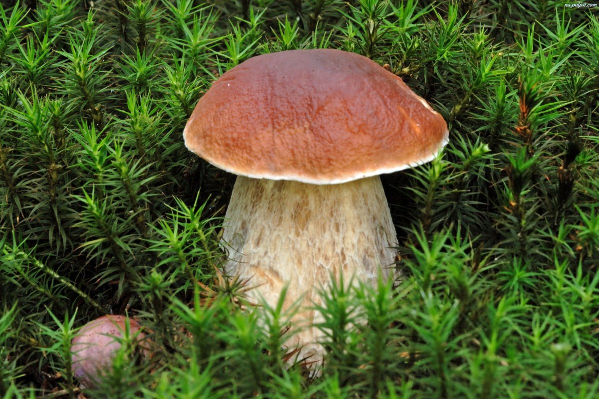 Боровик гриб фото