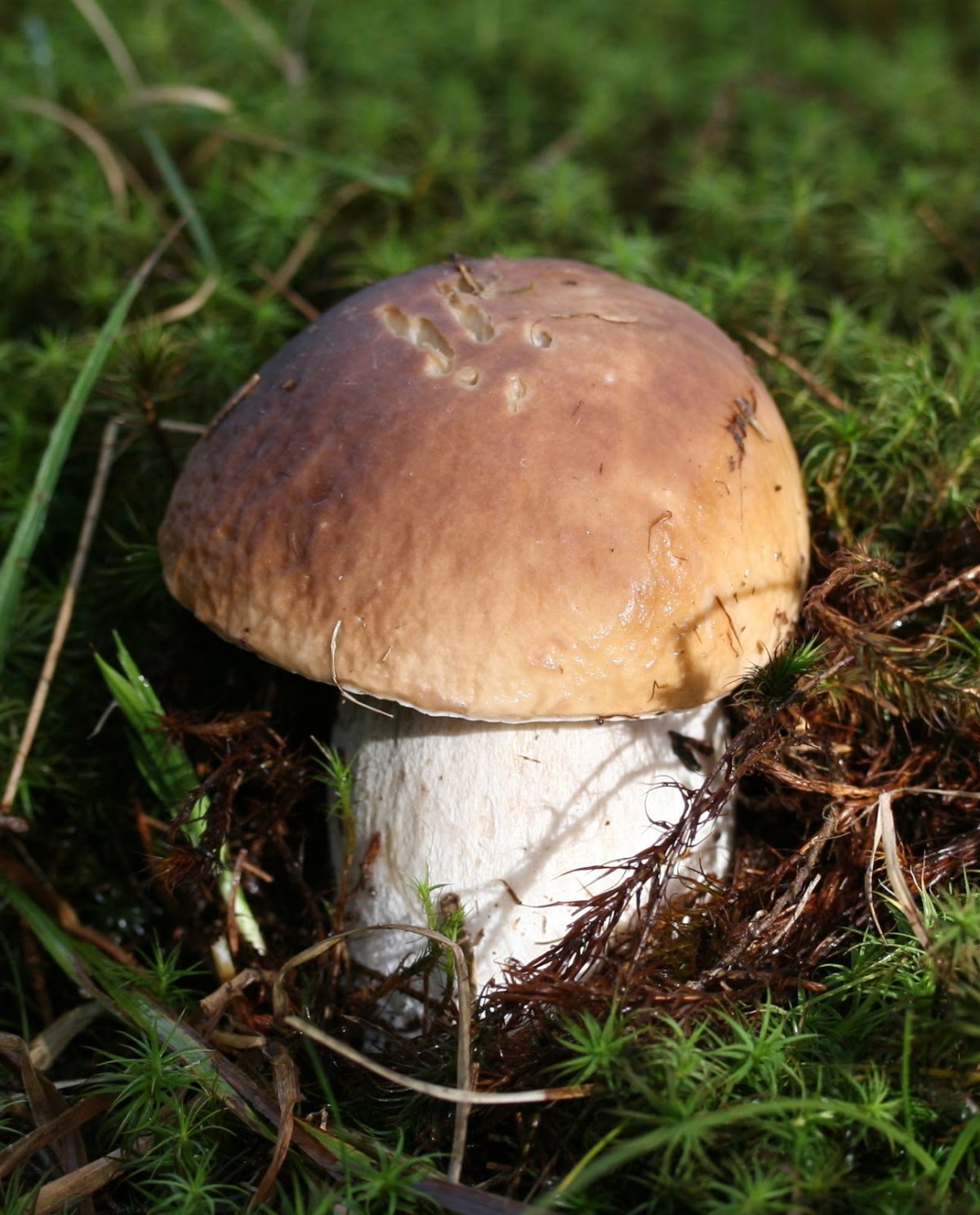 Боровик - белый гриб Боровик