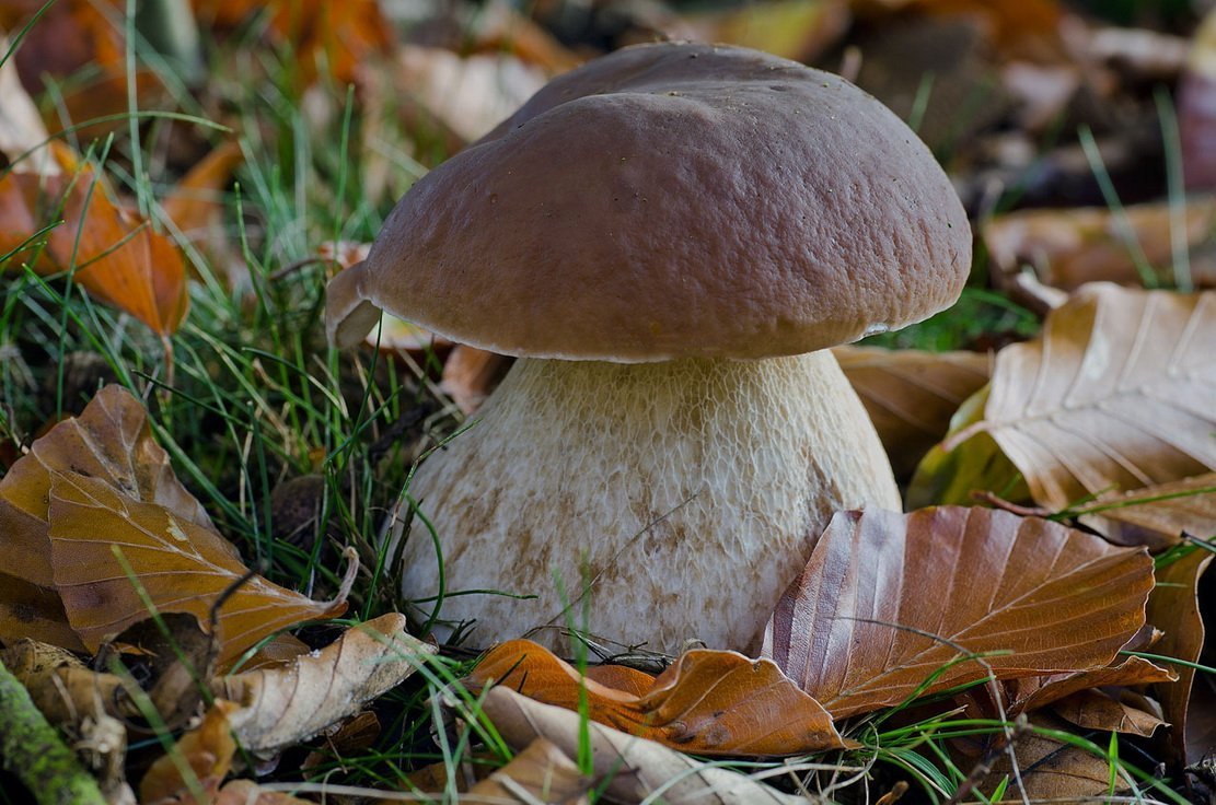 Белый гриб (Боровик, беловик).