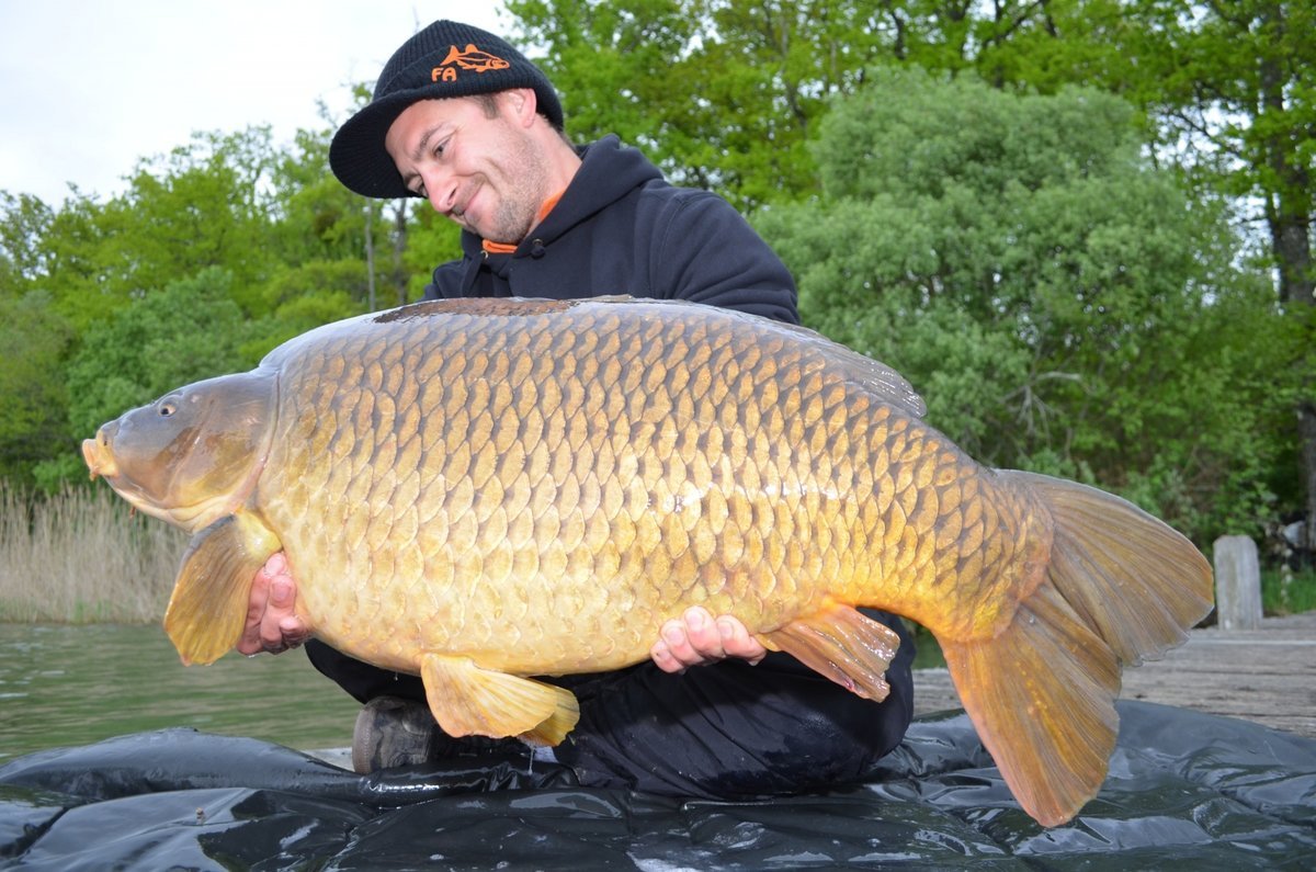 Сазан фото рыба. Карп (Cyprinus Carpio). Рыба Карп и сазан. Горбатый сазан. Сазан рыба большая.