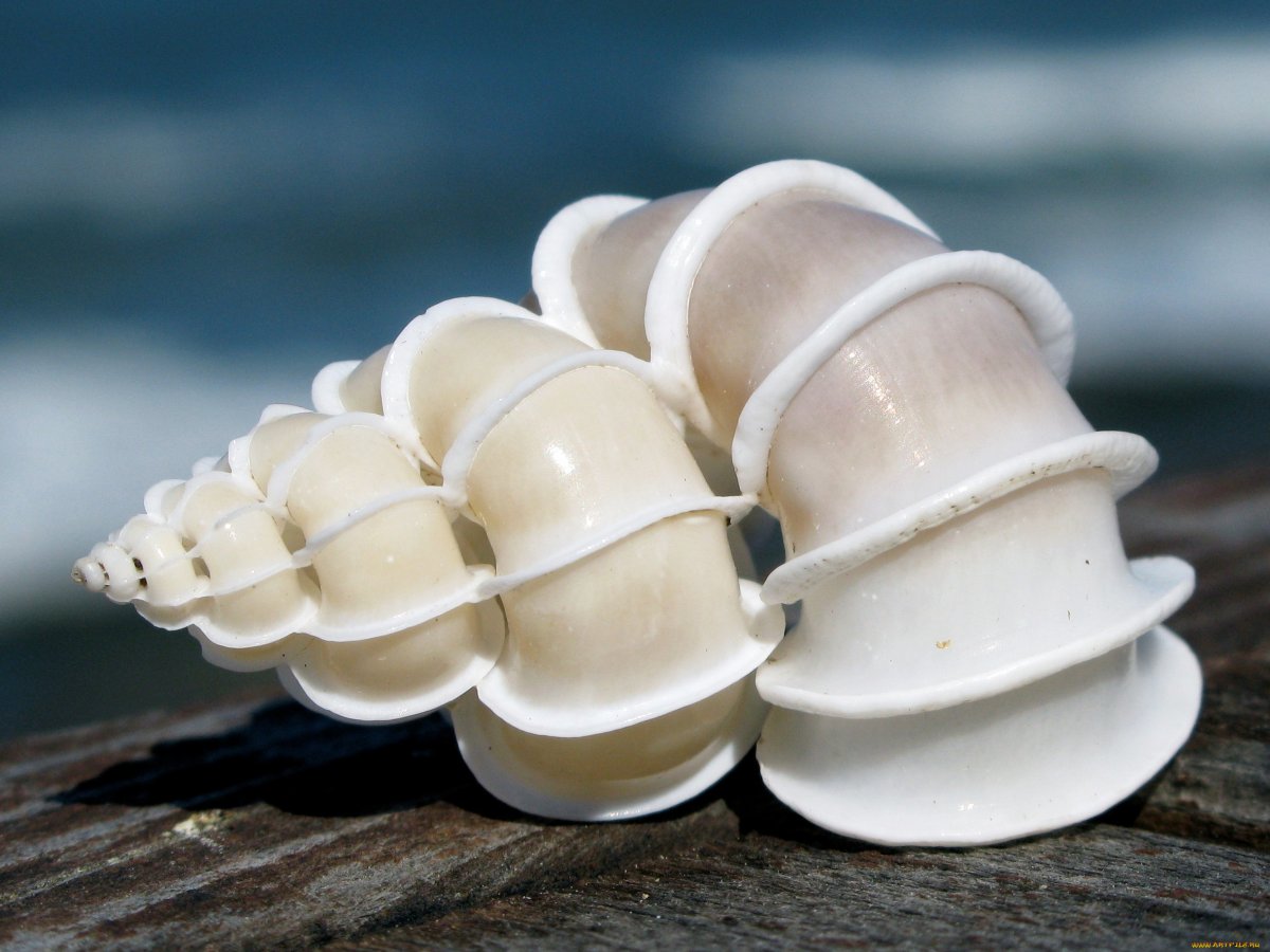Раковины брюхоногих моллюсков эпитониум