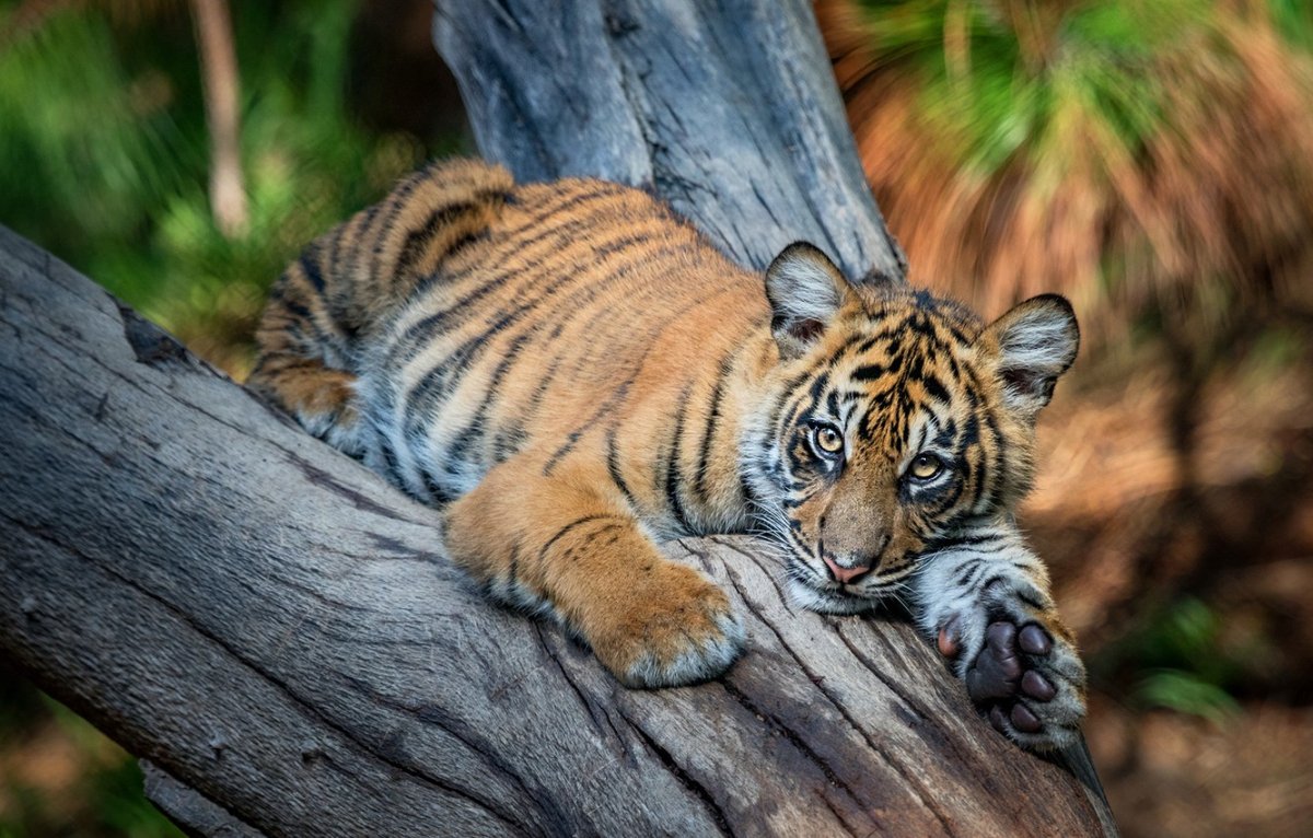 Тигрята на природе