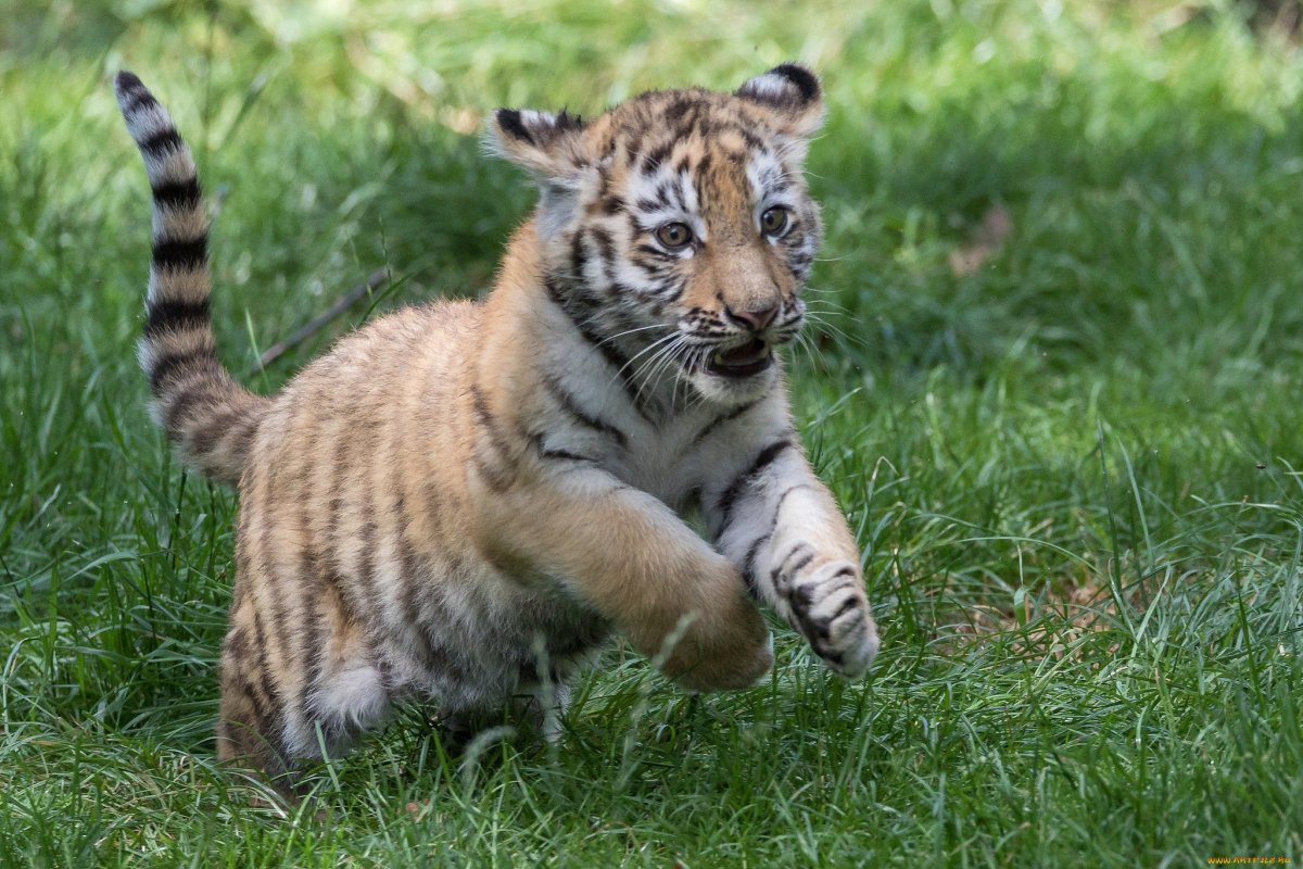 Фото тигренка маленького в хорошем качестве
