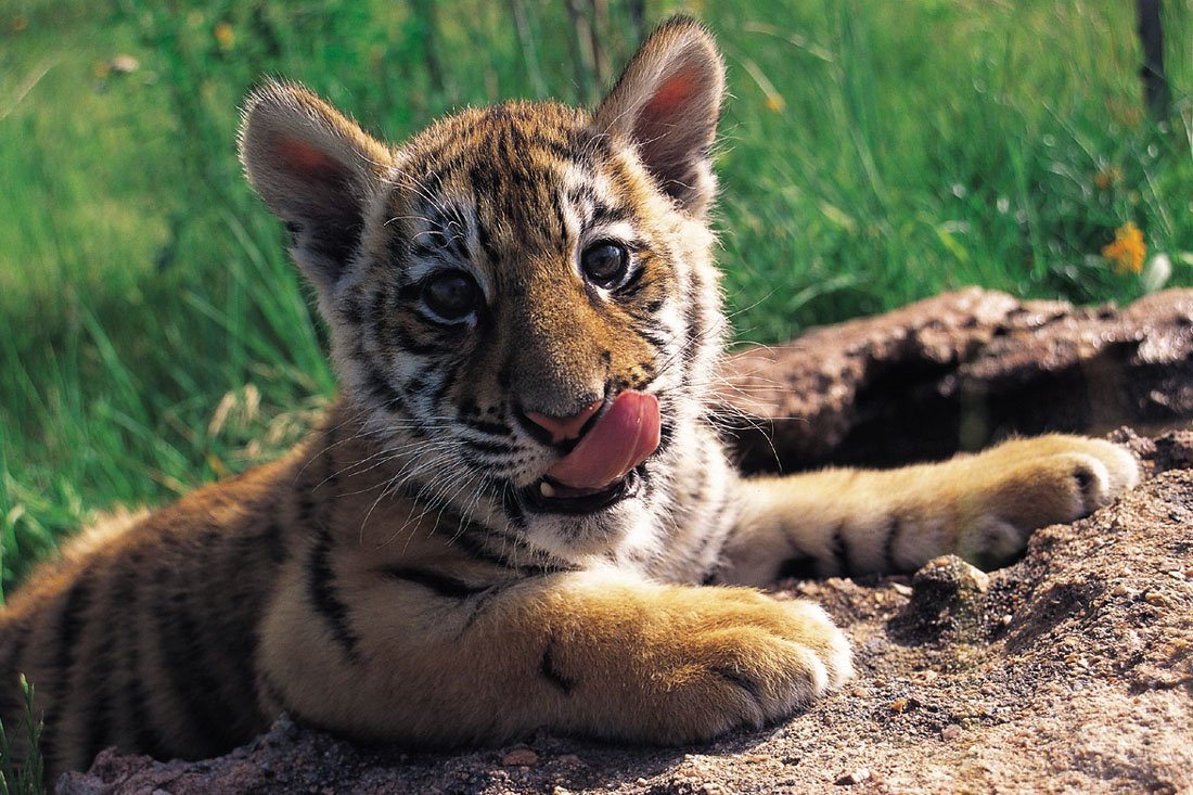 Фото тигренка маленького в хорошем качестве