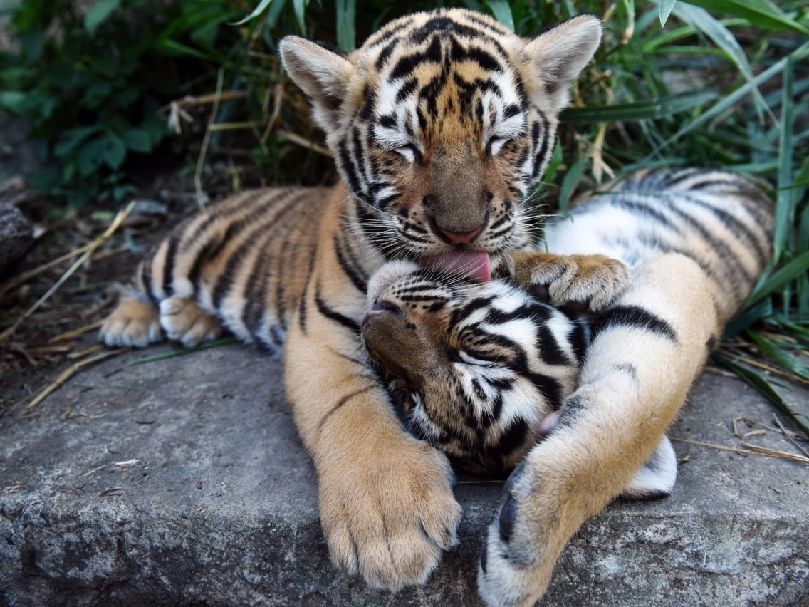 Амурский тигр новорожденный Тигренок