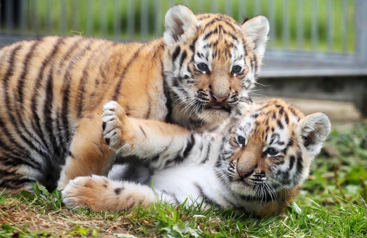 Играющие тигрята