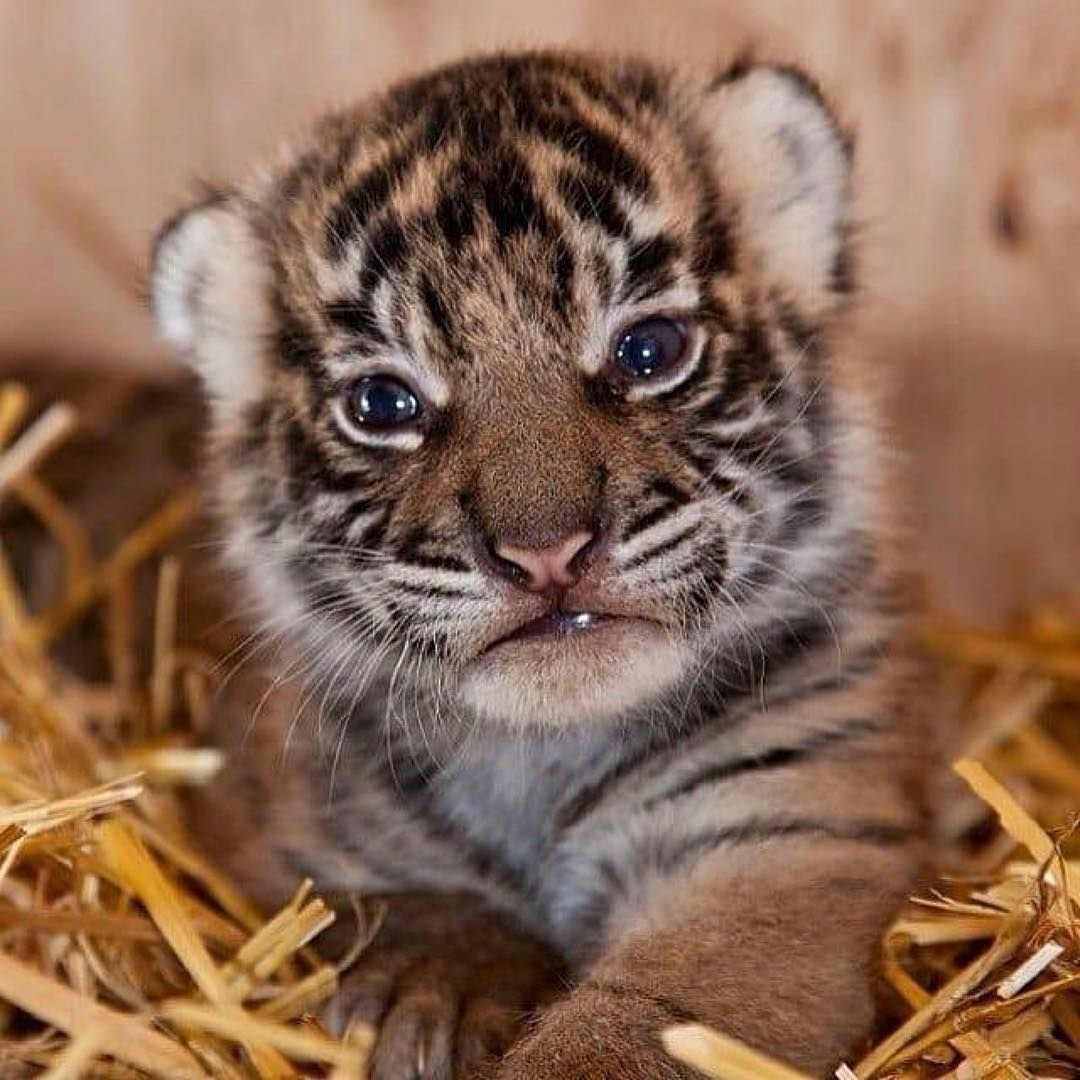 Маленький тигр