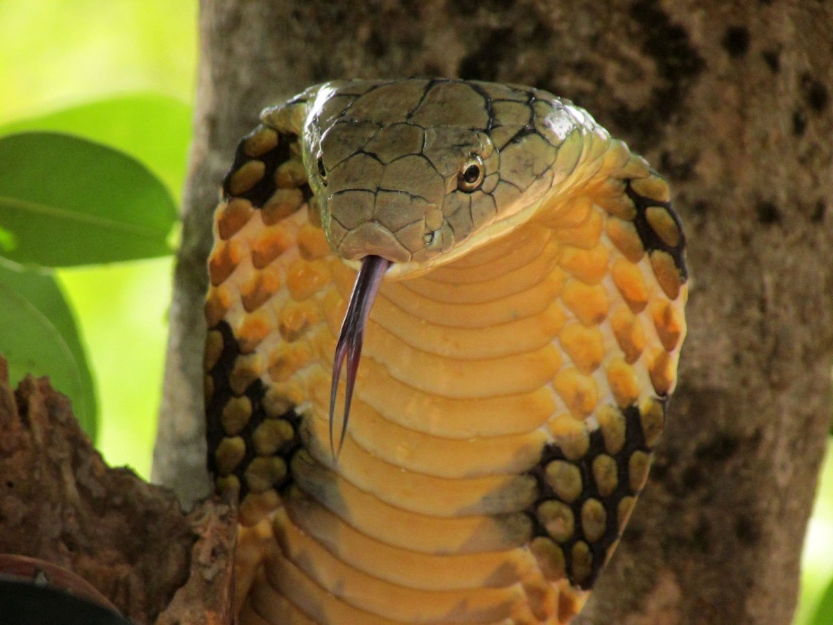 Очковая кобра фото