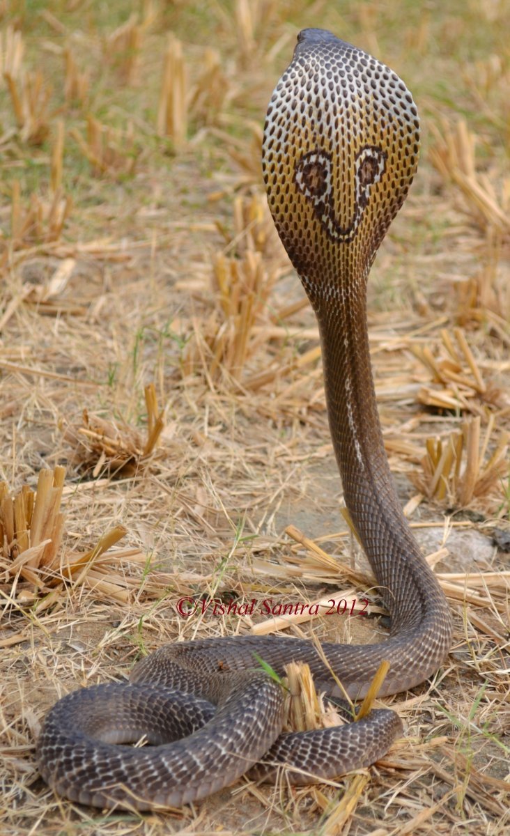 кобра фото змеи