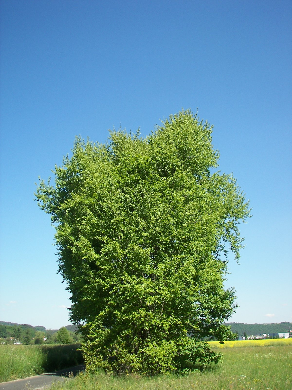 Тополь дерево фото как выглядит