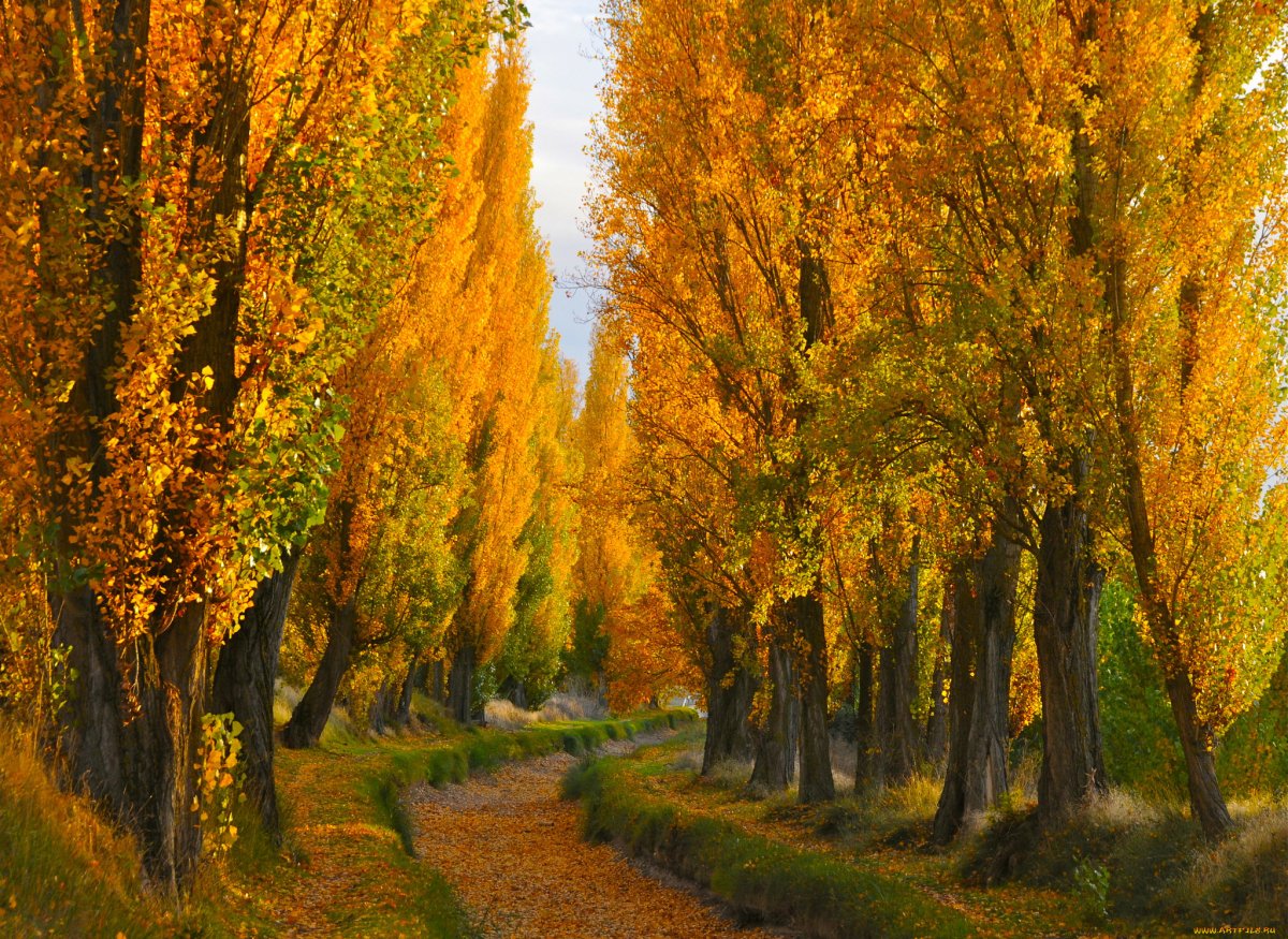 Золотая осень дерево