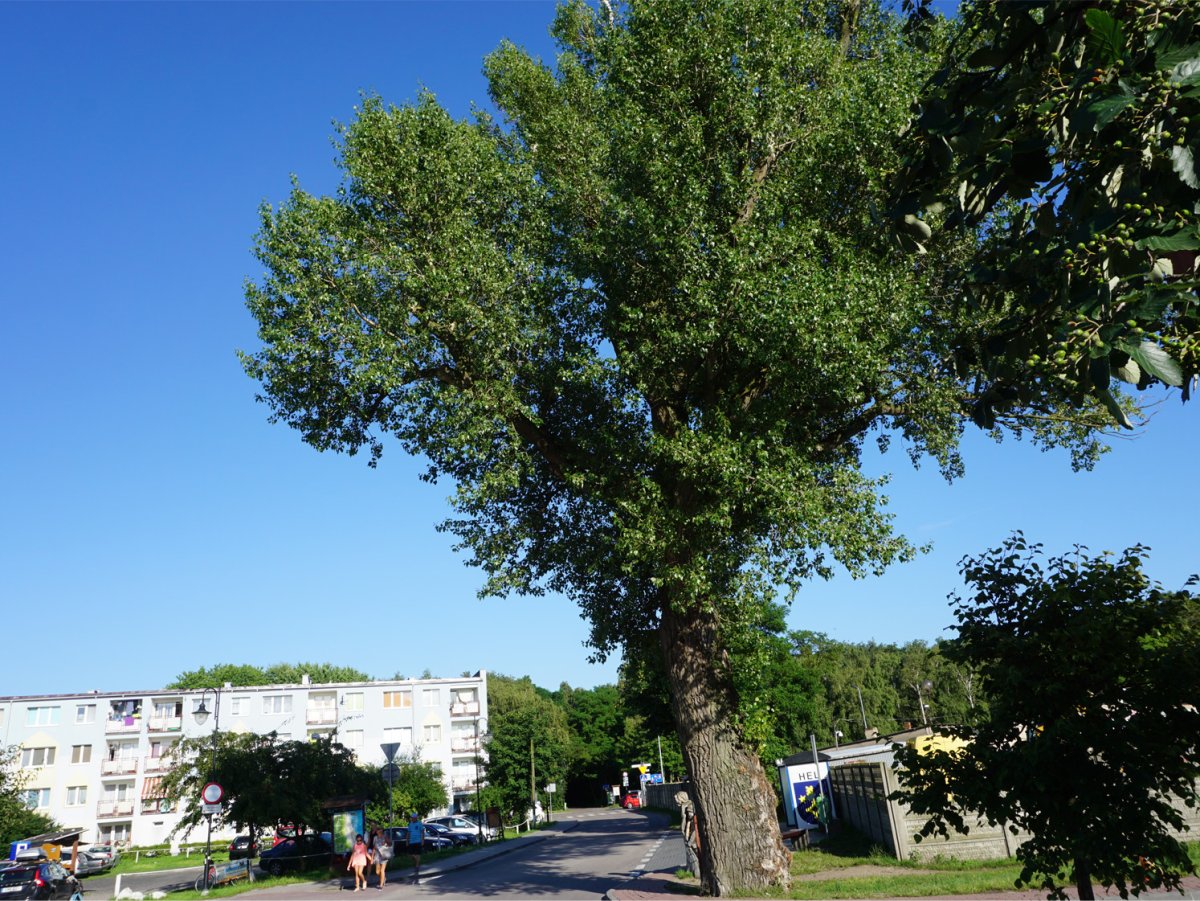 Деревья волгоградской области фото и названия для детей