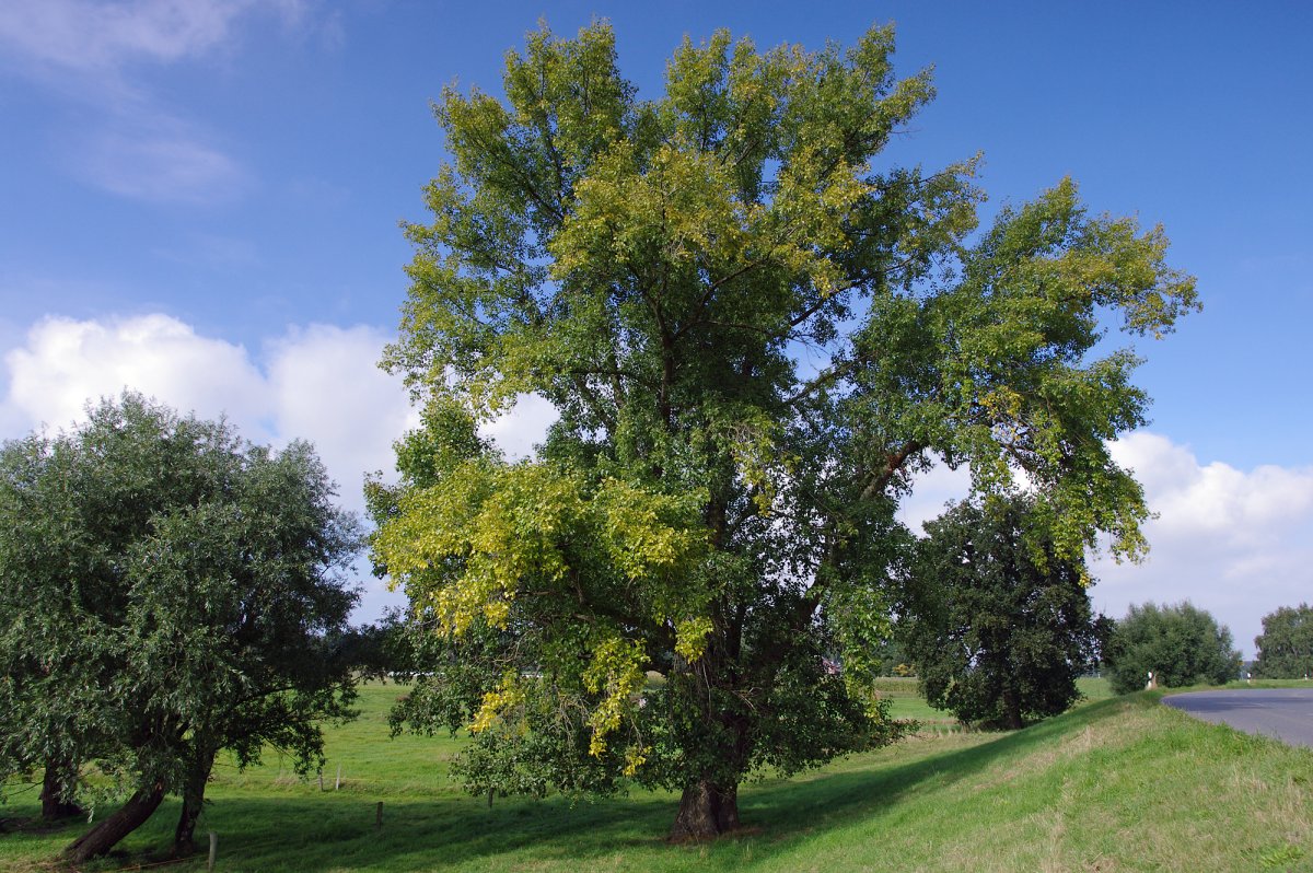 Тополь черный, осокорь – Populus nigra