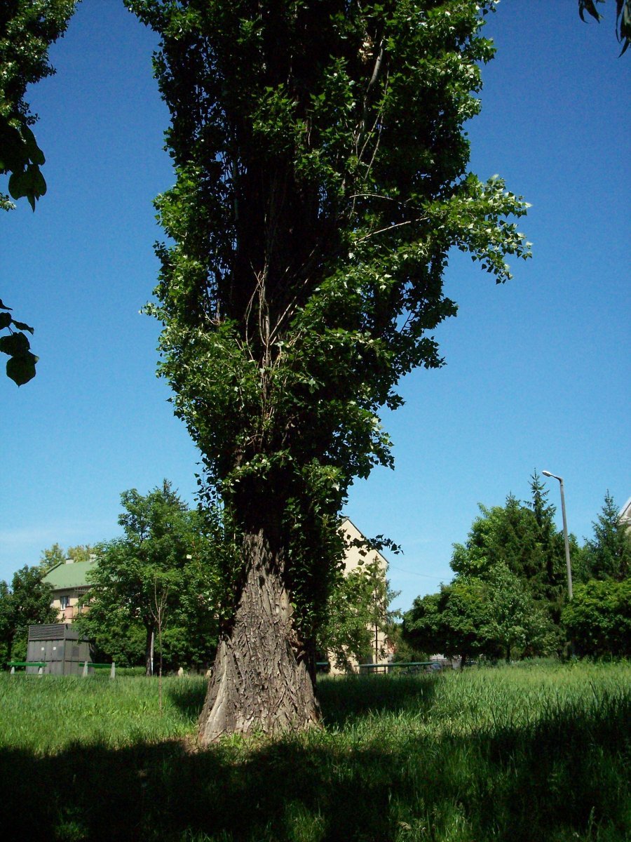 Тополь черный, осокорь – Populus nigra