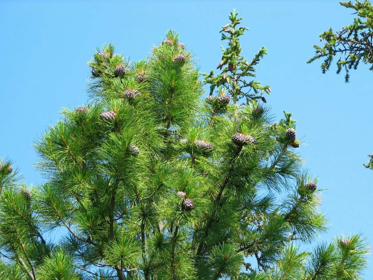 Сосна Сибирская (Pinus Sylvestris)