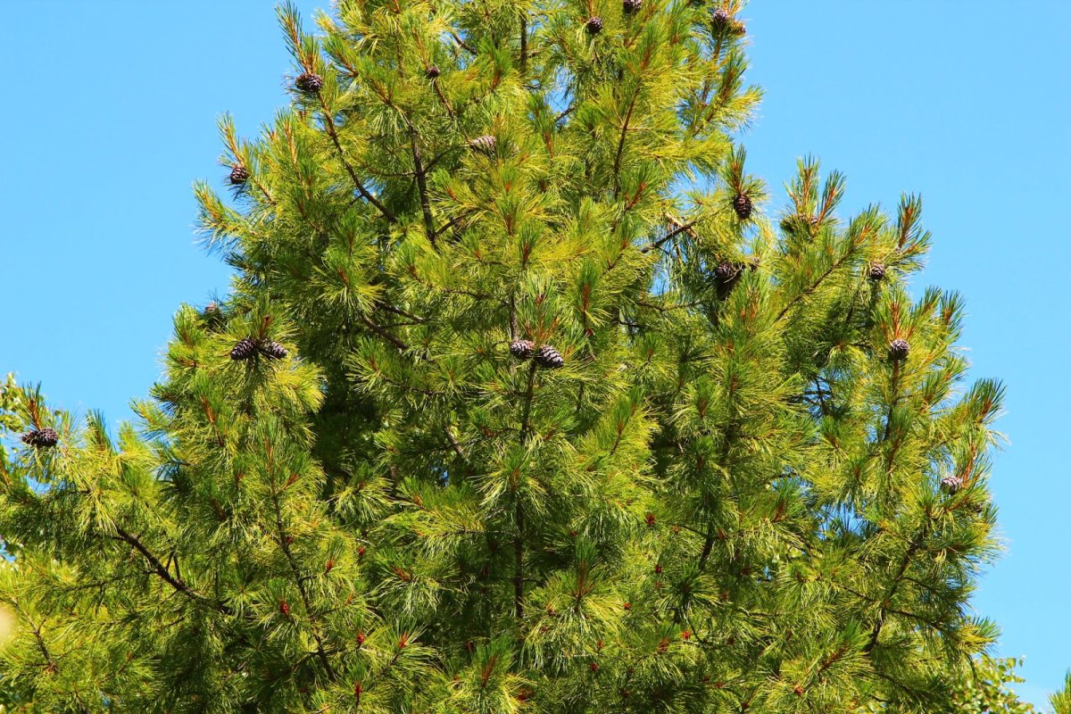 Сибирский кедр (Pinus sibirica du Tour)