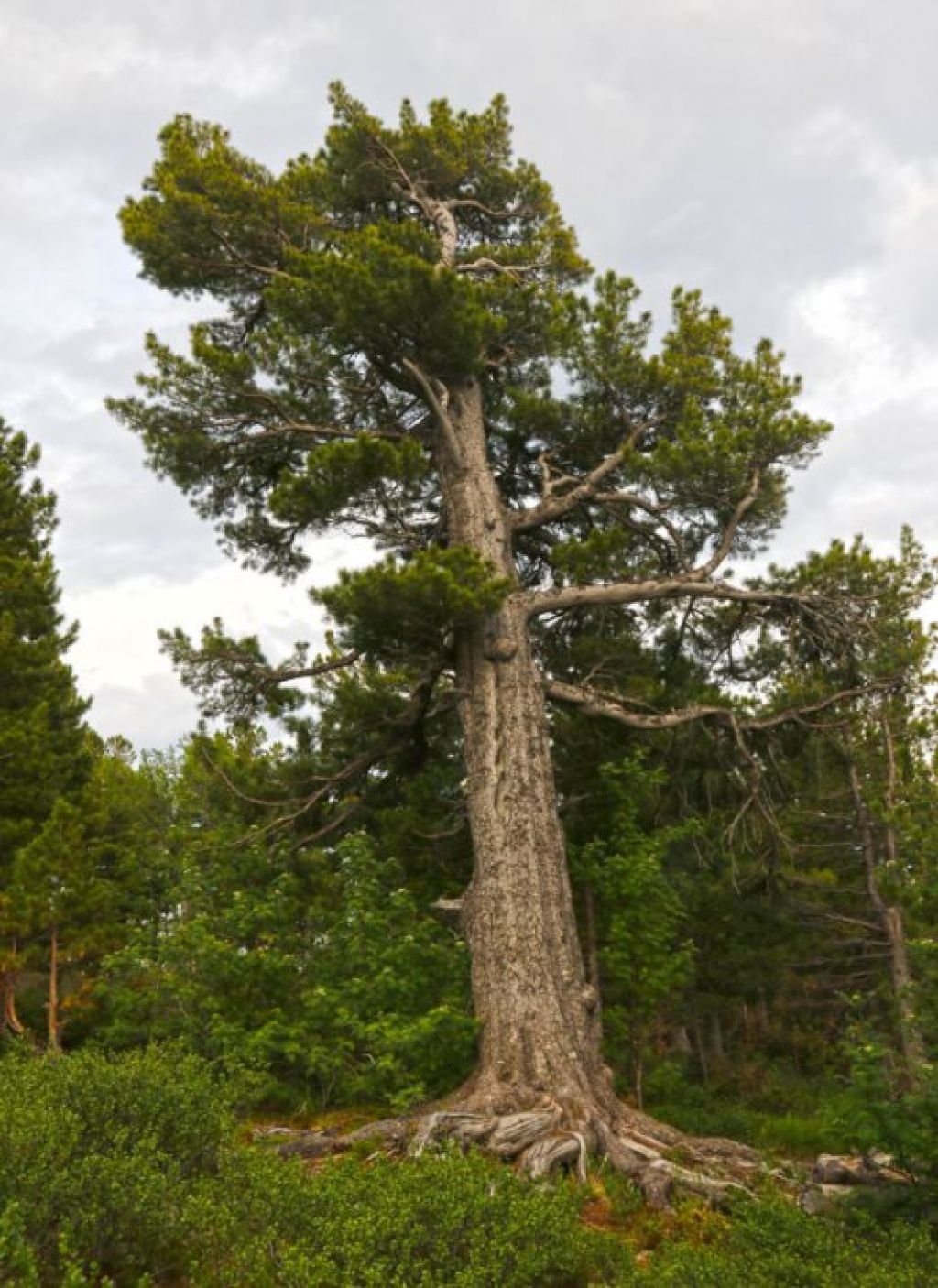 Сибирский кедр дерево