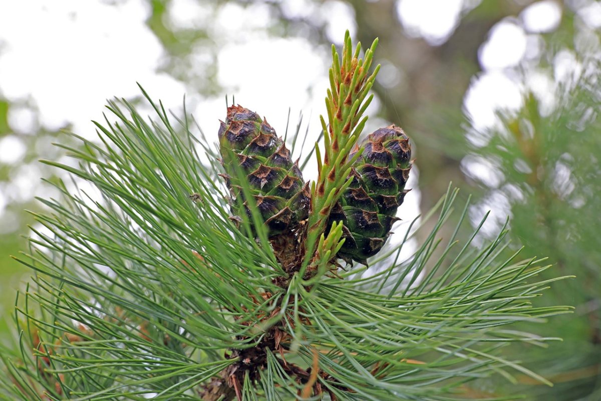 Pinus sibirica du Tour сосна Сибирская, кедр Сибирский