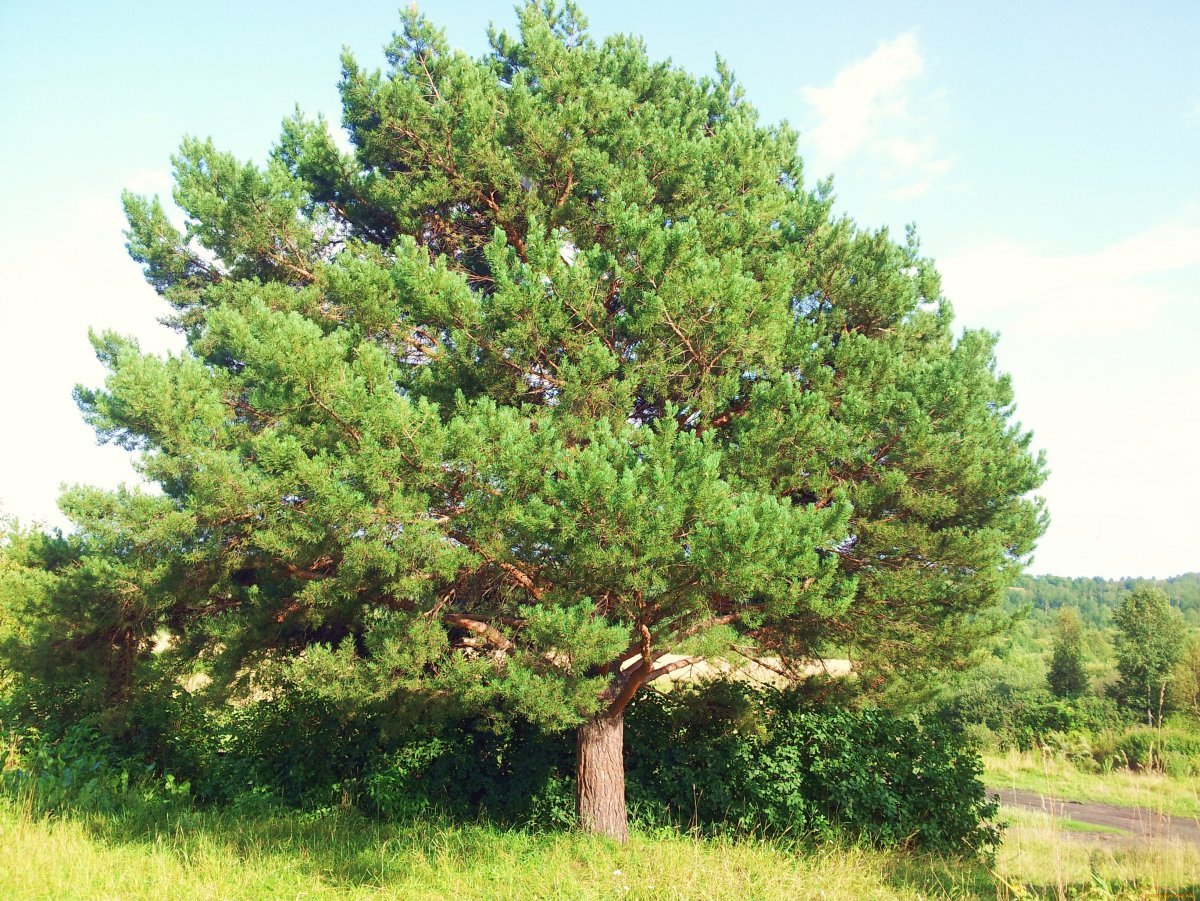 Сосна Кедровая Pinus sibirica