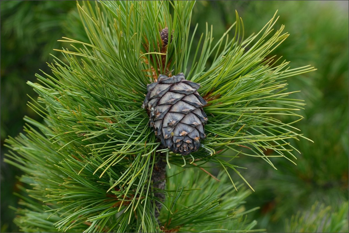 Сибирский кедр (Pinus sibirica du Tour)
