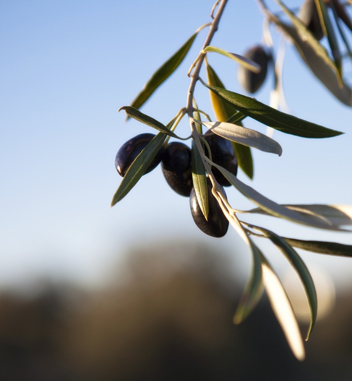 Как выглядят маслины фото