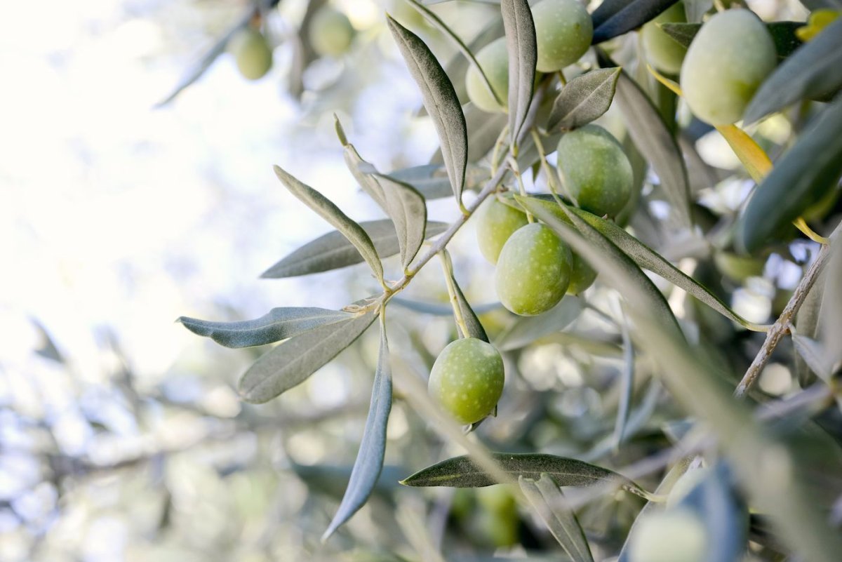 Оливковое дерево на фоне моря
