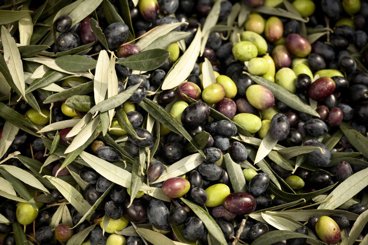 Как выглядят маслины фото