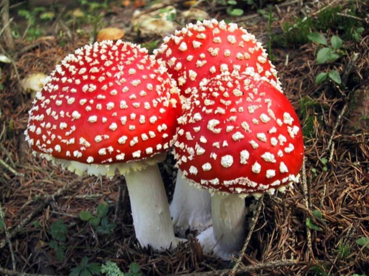 Мухомор ядовитый гриб. Мухомор Аманита Мускария. Мухомор красный (Amanita muscaria). Мухомор красный ядовитый гриб. Amanita. Muscaria волчанка.