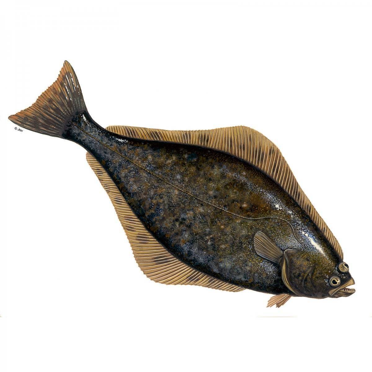 Палтус фото рыбы с головой живой