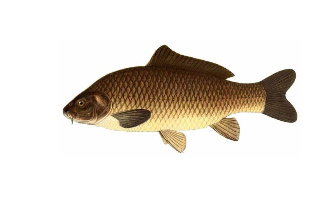 Сазан рыба