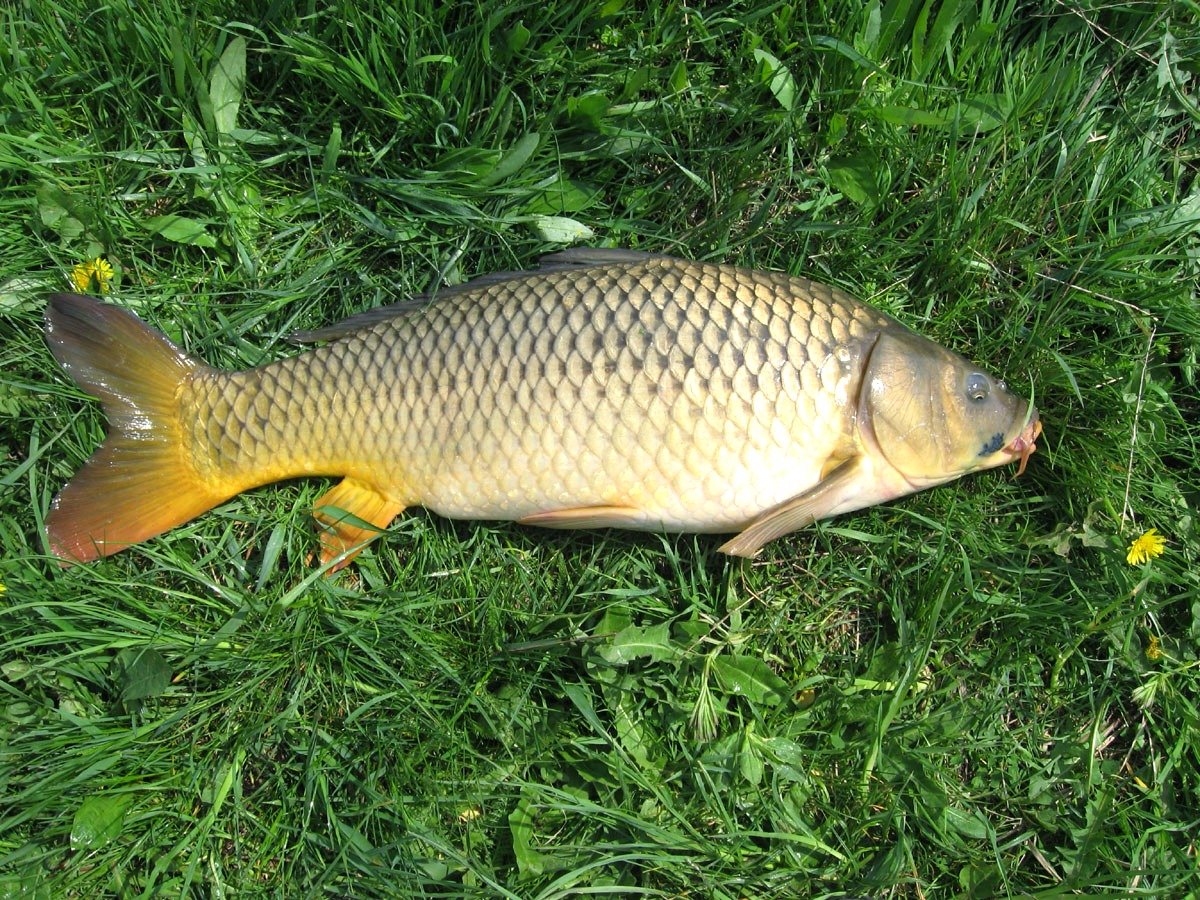 Рыба карп. Волжский рамчатый Карп. Карп (Cyprinus Carpio). Сазан, обыкновенный Карп. Рыба Карп и сазан.