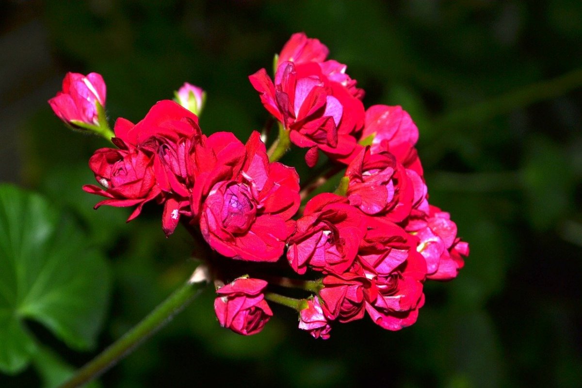 Крымская роза пеларгония