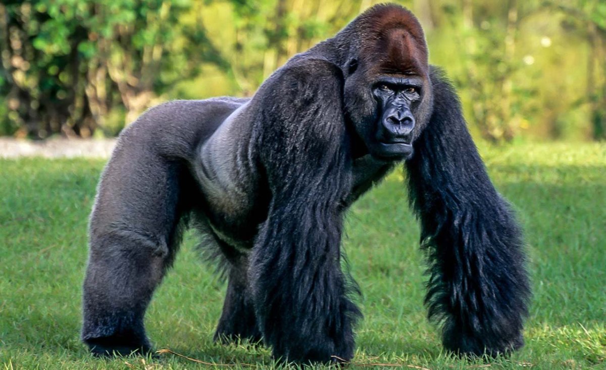 Самая большая горилла в истории