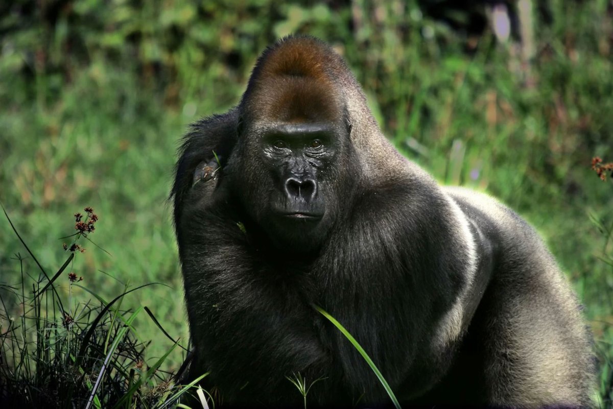 Большая горилла