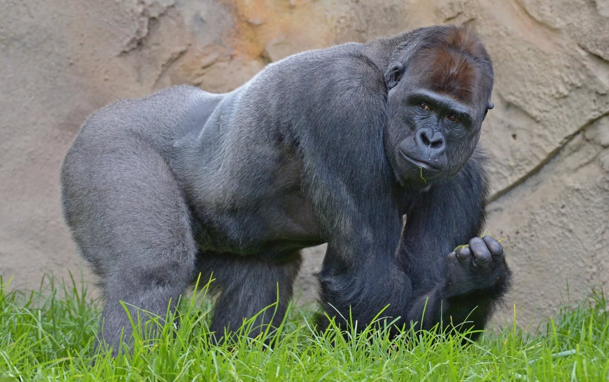 Равнинная горилла