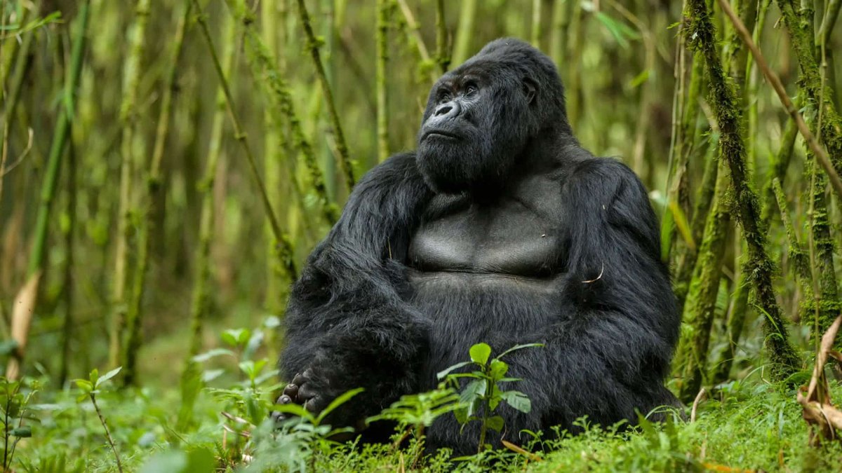 Silverback Gorilla