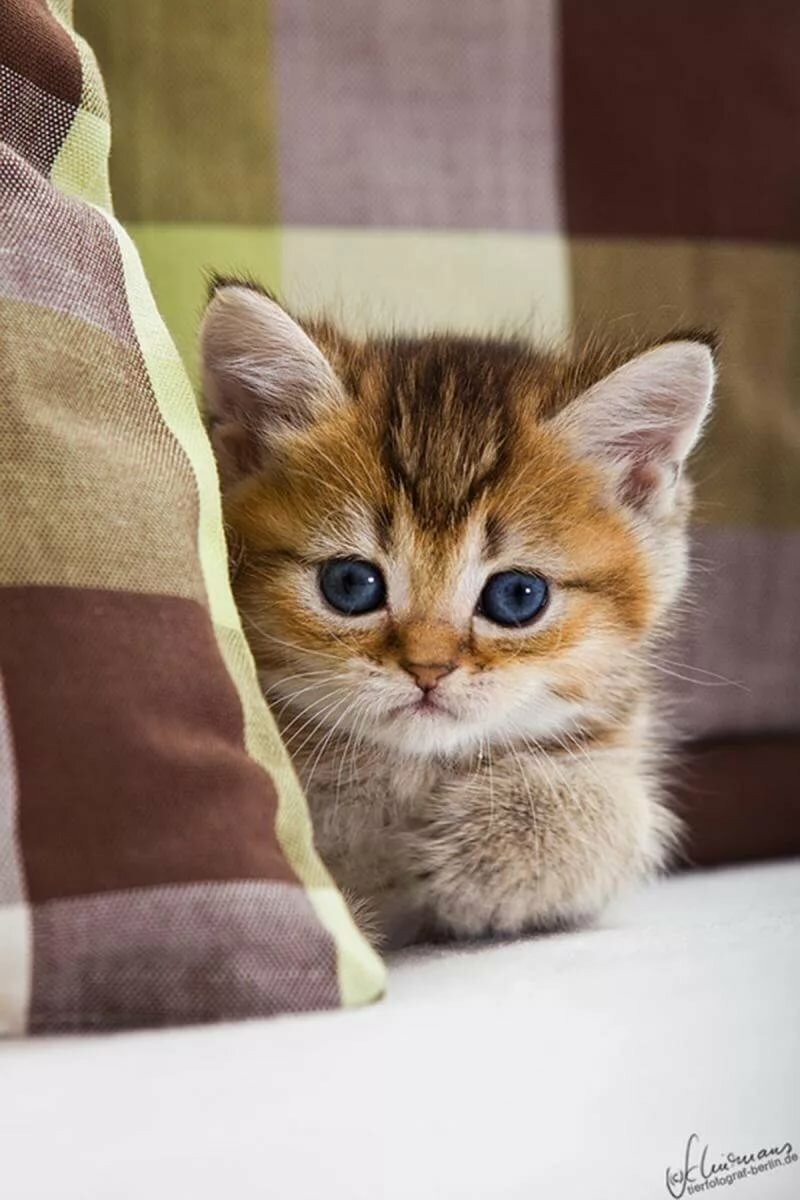 самые красивые котята в мире фото