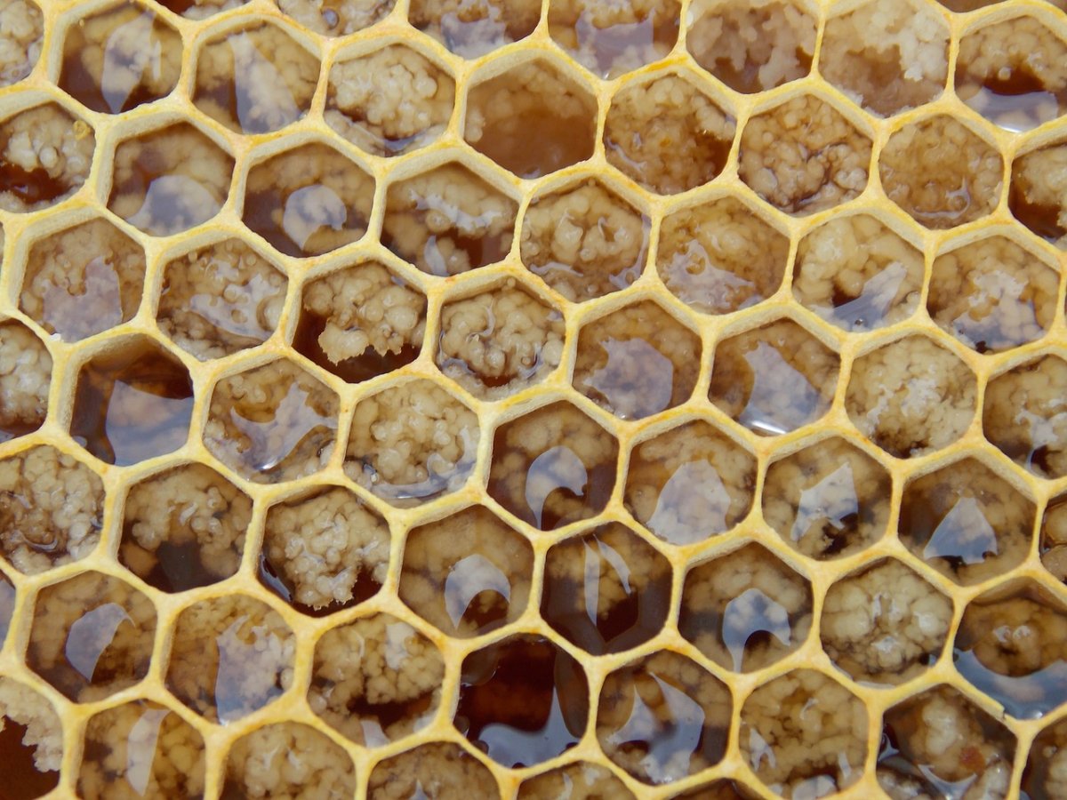 Поликарбонат пчелиная сота