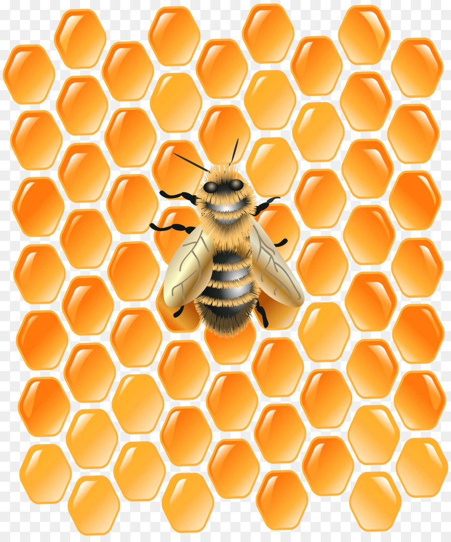 Медоносная пчела соты