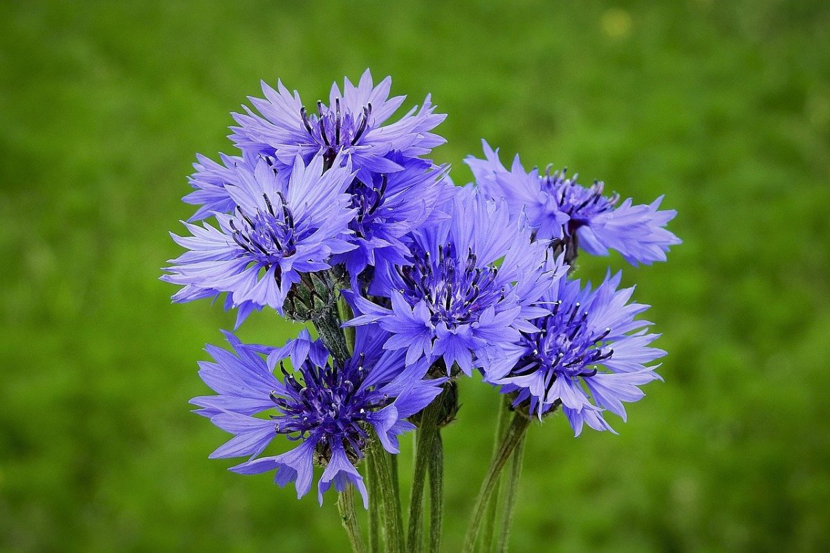 Василек синий (Centaurea cyanus)