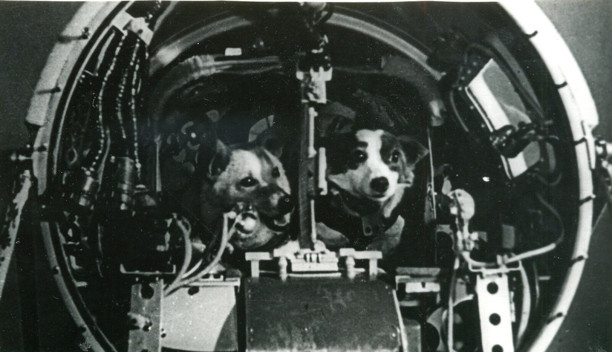 Белка и стрелка которые летали в космос в 1961