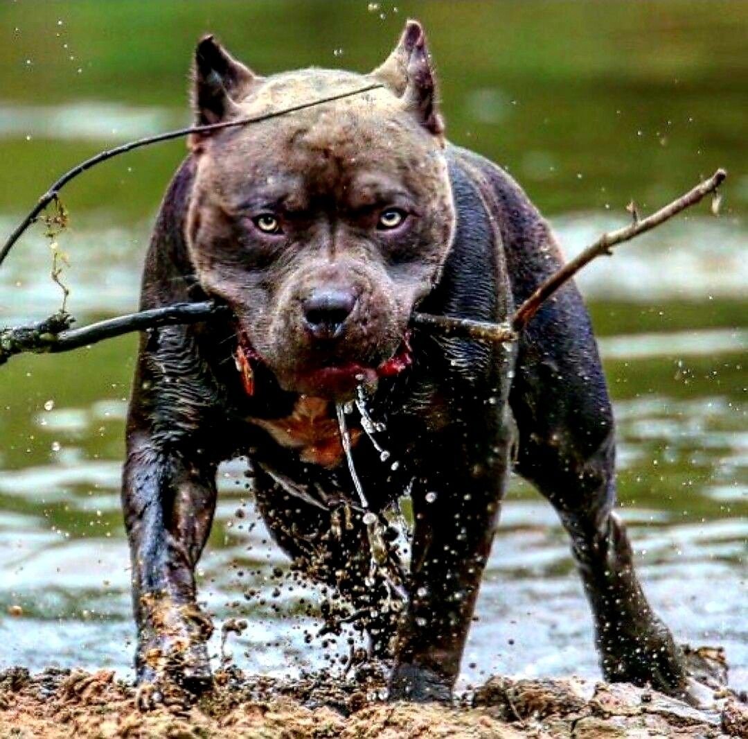 картинку самой опасной собаки