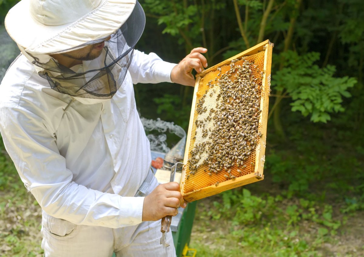 Бортничество пчелы