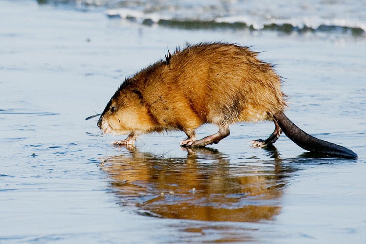 Водяная крыса ондатра