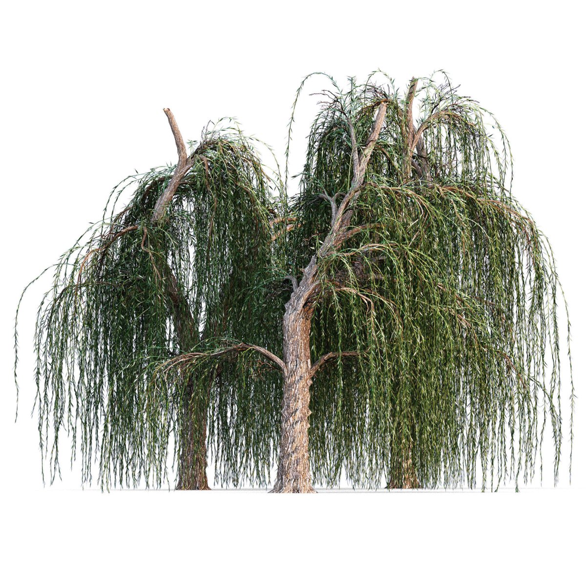 Willow Tree_-2.2.1.102