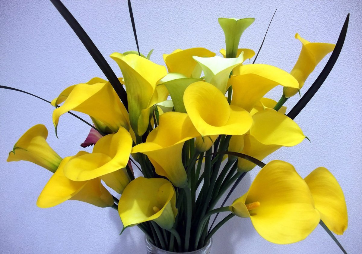 Картинки цветов каллы. Калла Гарнет Глоу. Калла Саншайн. Калла Санклаб. Коала желтая домашняя цветок.