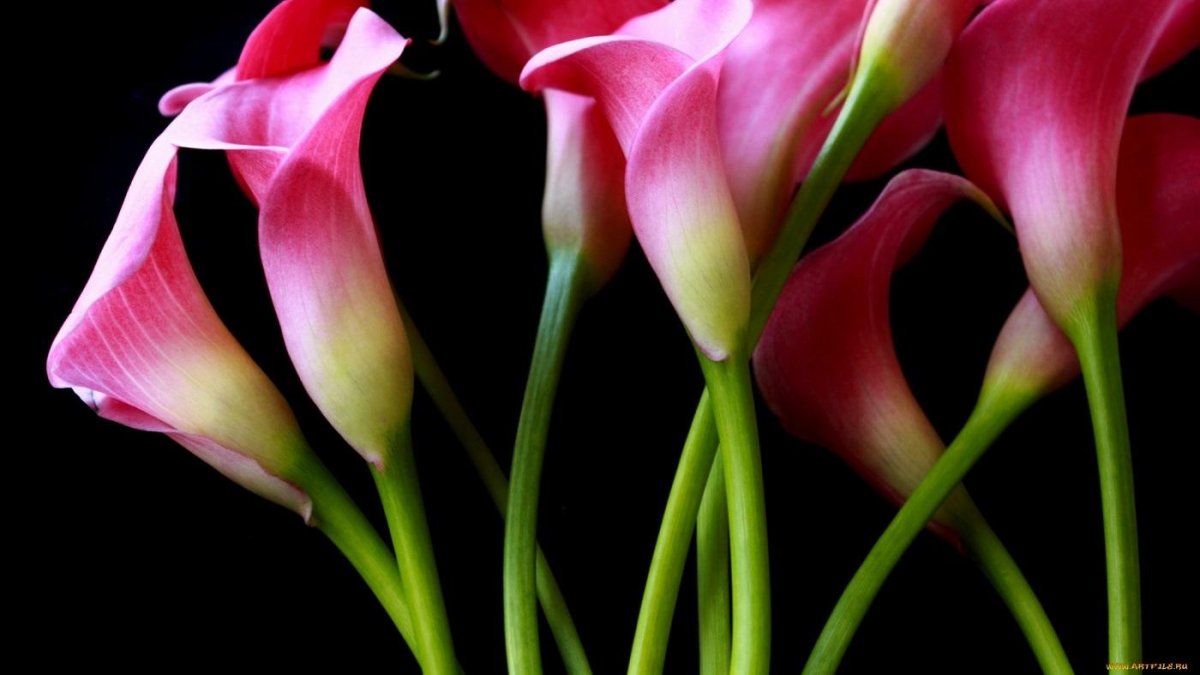 Каллы цветы розовые