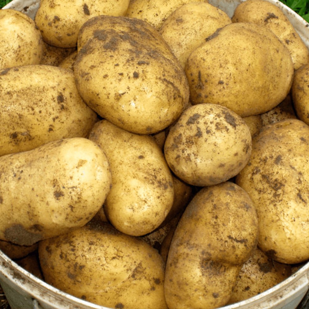 Сорт картофеля Жигулевский