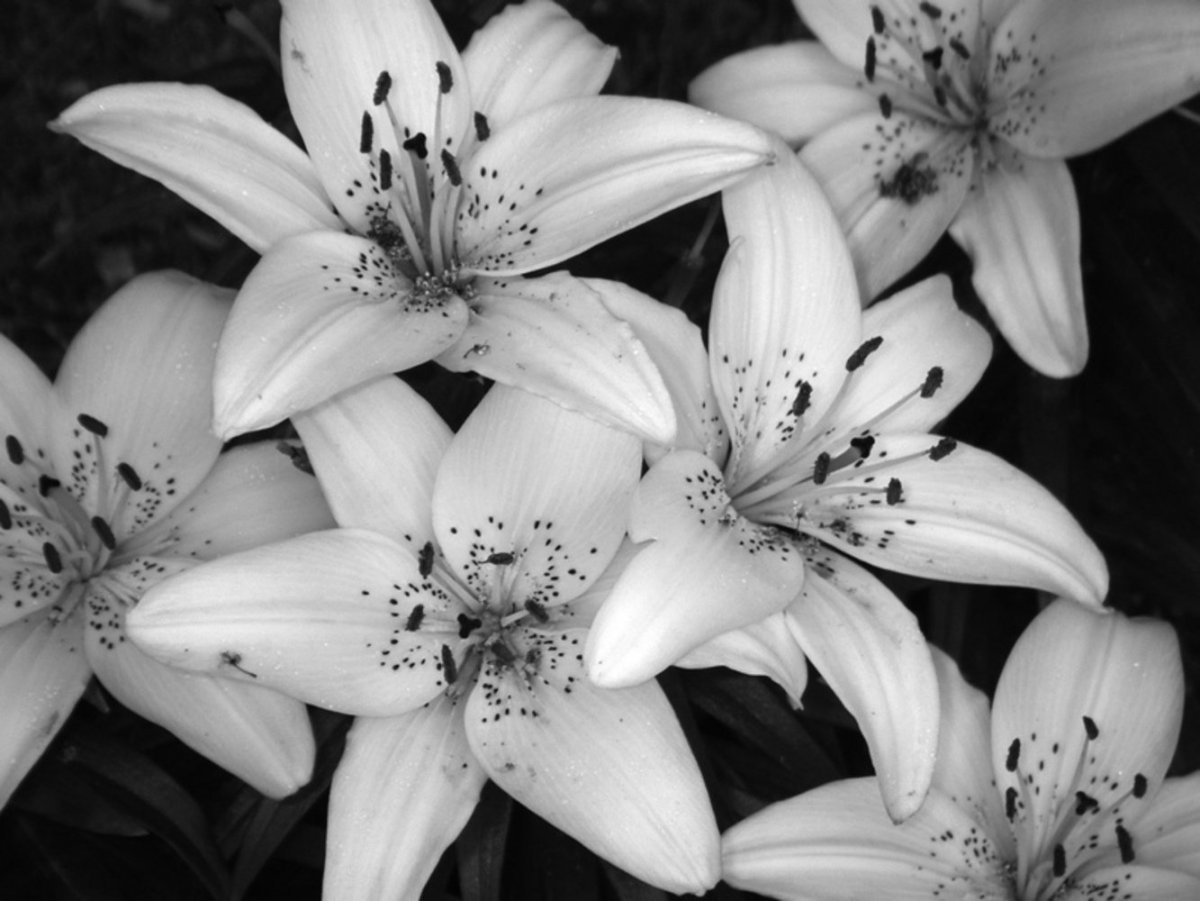 Чёрно Белые Цветы