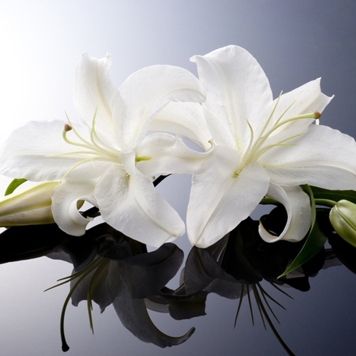 Две белые лилии